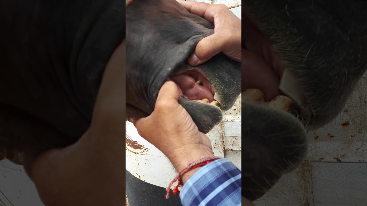 Hablando de bocas, asientos y lenguas en la rienda Charra
