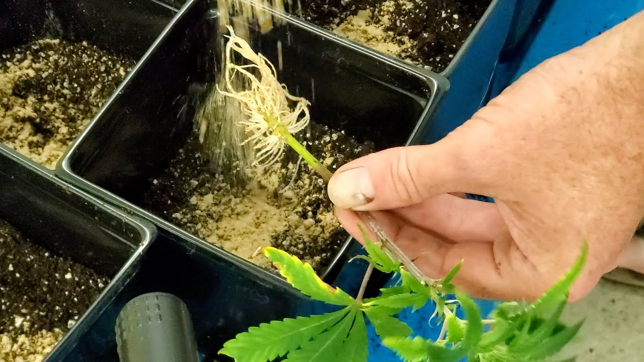 100% SUCCESS!!!---THE Best Method to Transplant Cannabis Clones from Aeroponics to Organic Soil