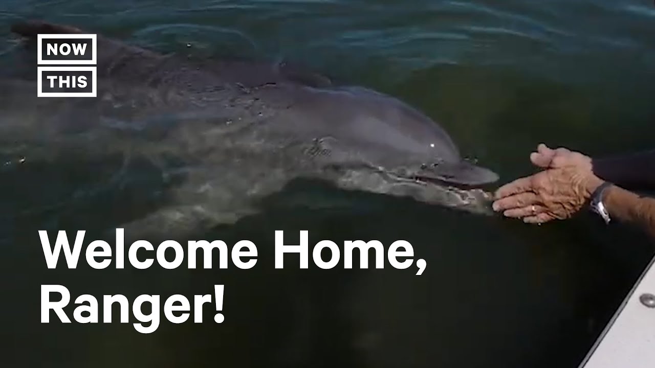 Rescued Dolphin Calf Finds 'Forever Home' in FL Research Center