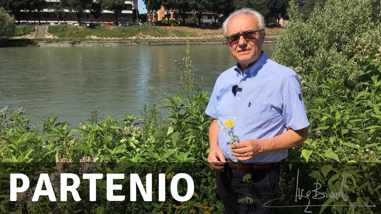 Partenio, la pianta per l&rsquo;emicrania