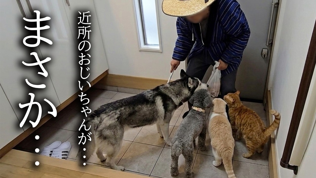 近所のおじいちゃんがすごい剣幕で乗り込んで来ました...