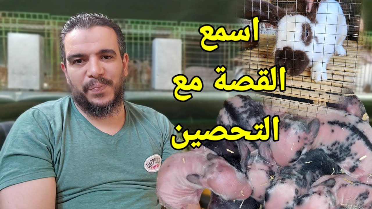 نصيحة من احد المربين للارانب وتأثير التحصين على العشار شوف النتيجة