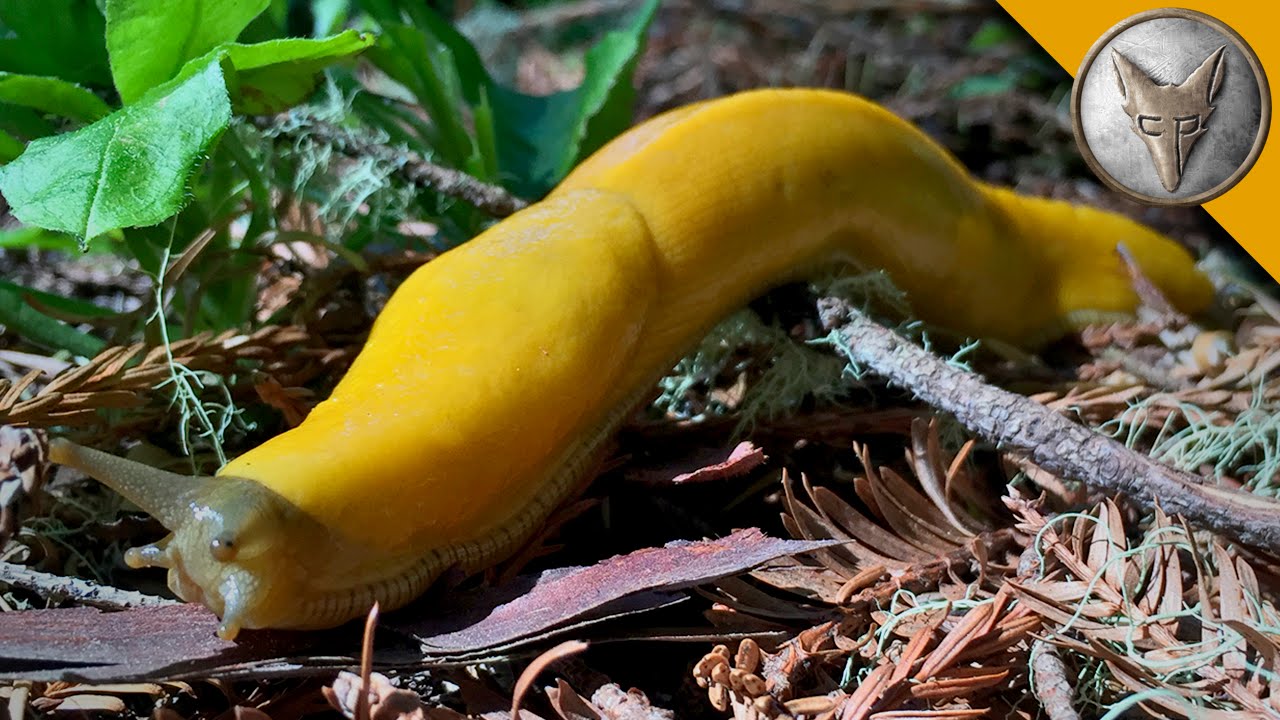 This Giant Slug is BANANAS!