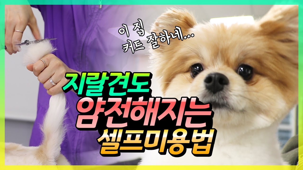 지랄견도 얌전해지는, 핵 쉬운 셀프 미용법(2편)