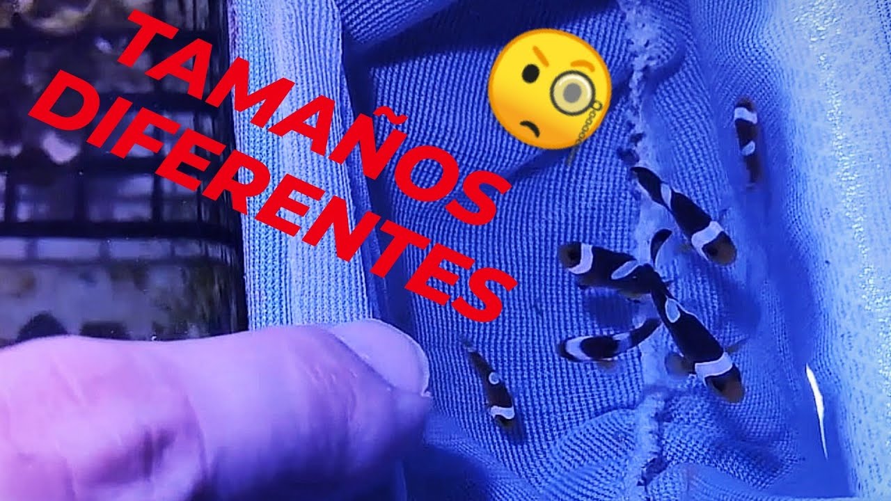 CRIAS de PECES PAYASO en acuario | JUNTAMOS LAS CRIAS de DIFERENTES TAMAÑOS