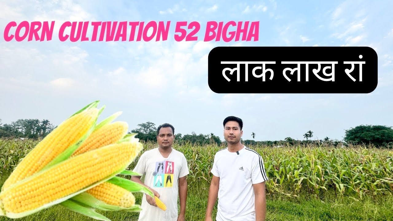 जुखाम आबाद ॥ MAIZE CULTIVATION ॥ AGRICULTURE BUSINESS ASSAM