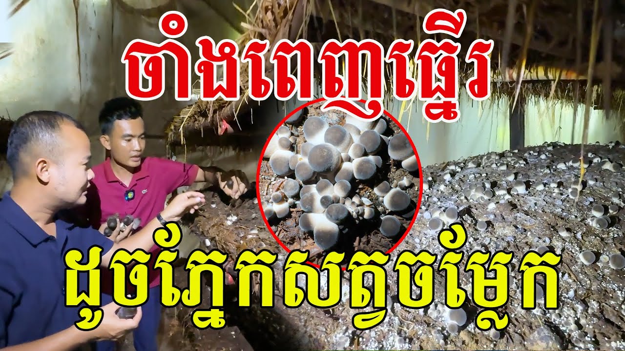 ចាំងពេញធ្នេីរ​ ដូចភ្នែកសត្វចម្លែក​ សរសេីរបងប្រុសពិតជាពូកែមែន