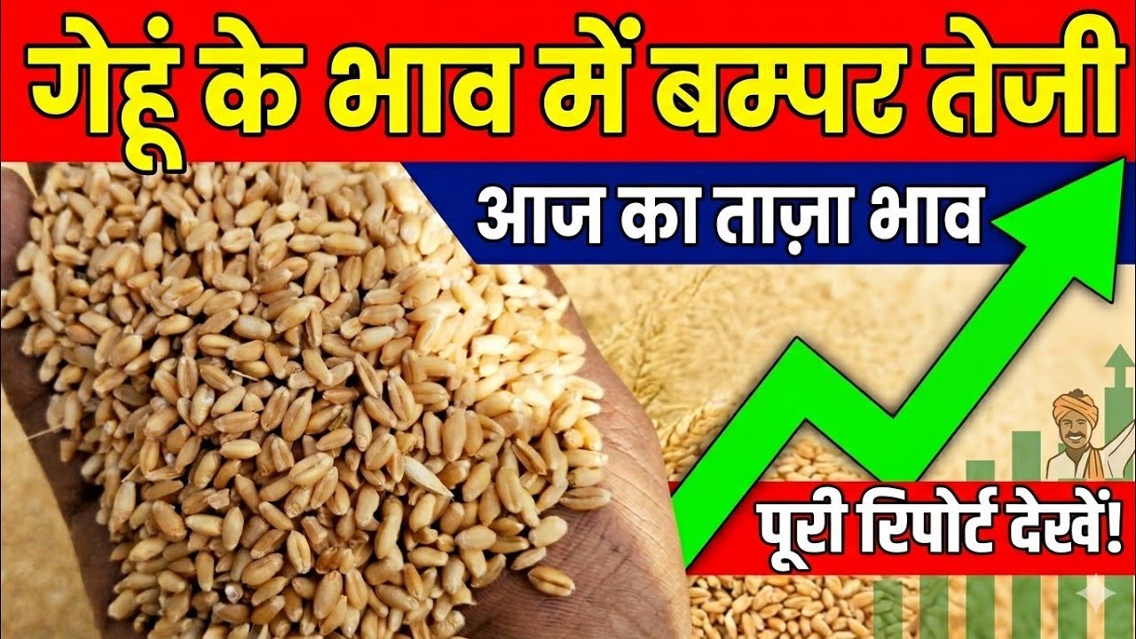 10 फरवरी 2026 Gehun Ka Bhav आज का गेहूं का भाव । गेहूं के भाव मे आई आज तेजी । गेहूं का भाव।