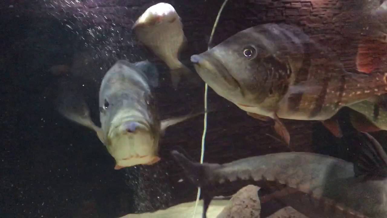 cichla temensis feeding