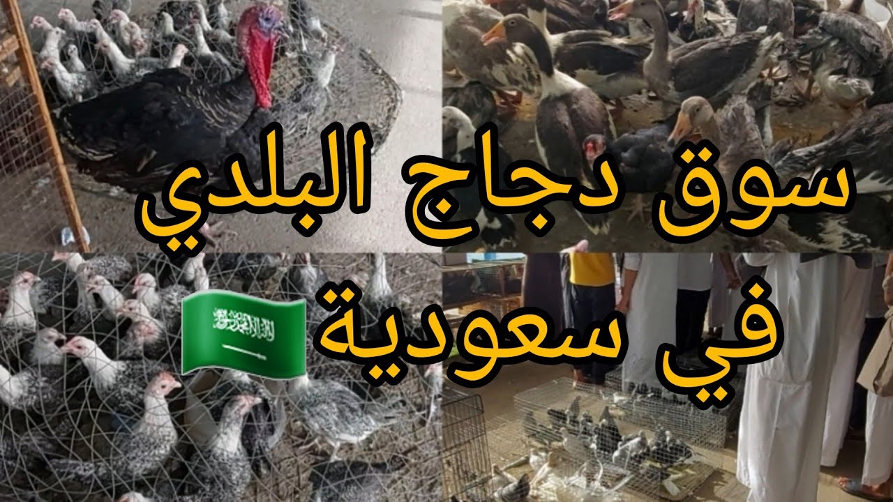 #فلوق في سوق مركزي لي طيور 🦜ودجاج 🐓البلدي 🦆والارانب🐇 في الكعكية مكه المكرمه