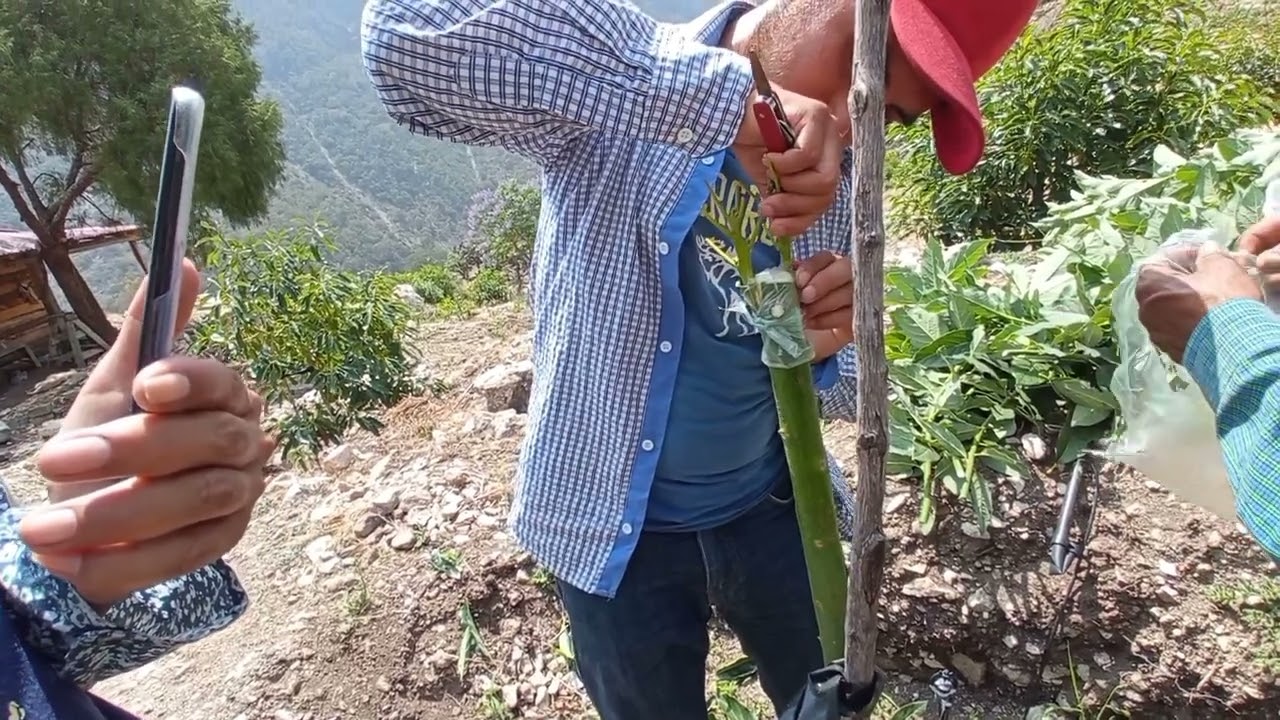 injertacion en campo de un aguacate en  injerto de corona