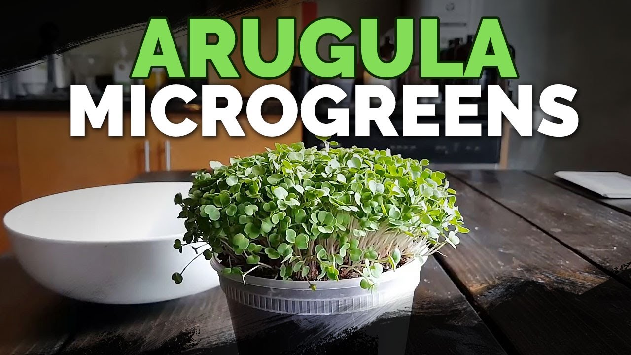 How to Grow Arugula Microgreens Fast and Easy