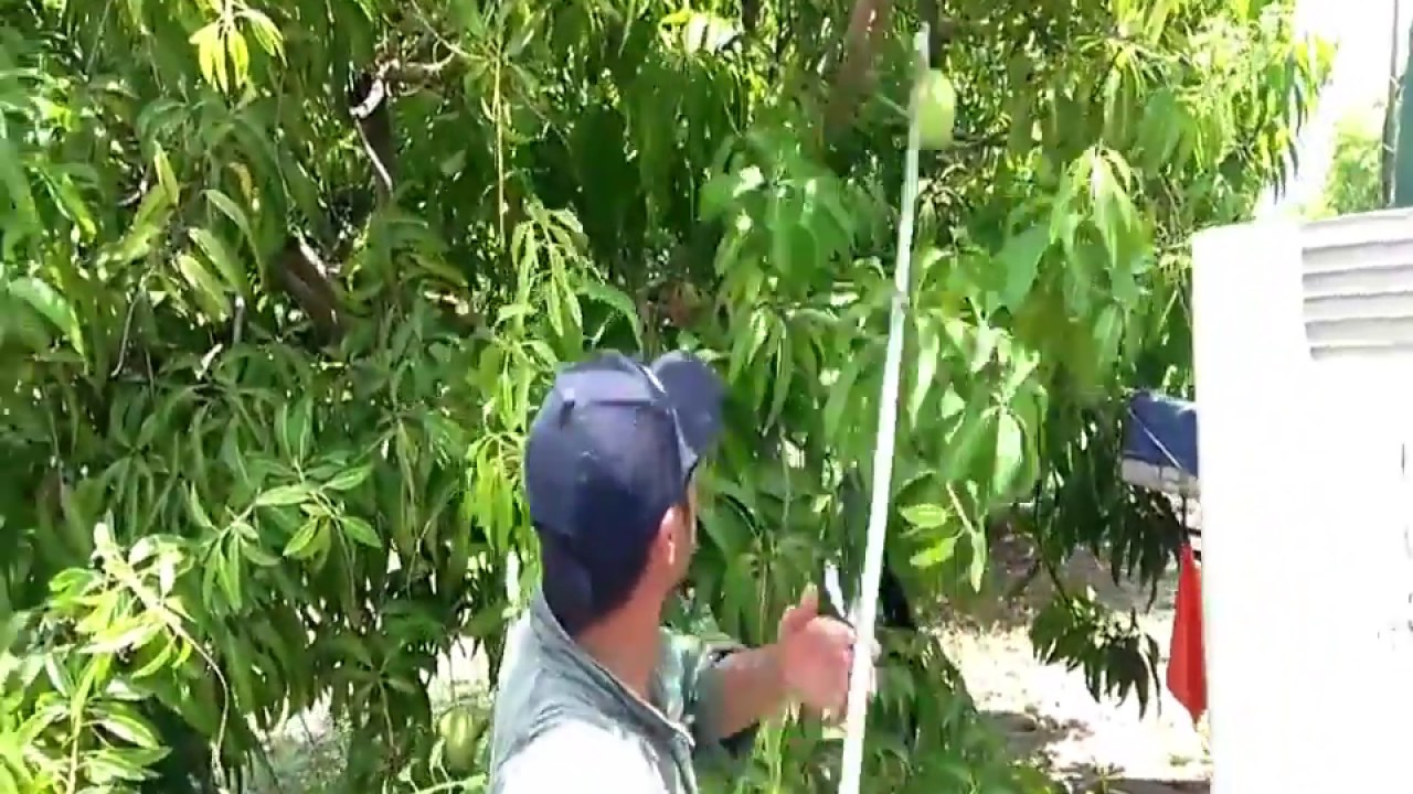 ARS Long Reach Picker/ Pruner