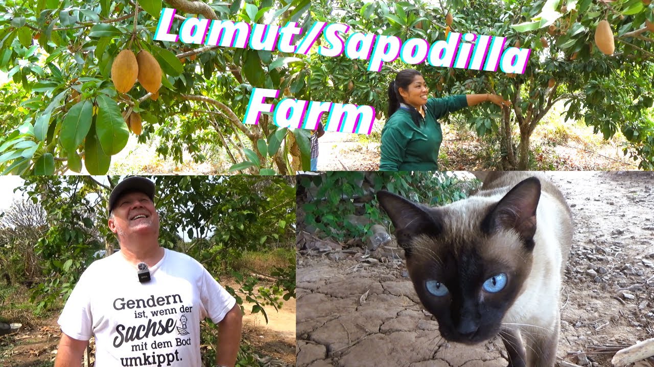 Thailand. Die schöne Siamkatze zeigt uns ihre Farm . Lamut oder auch Breiapfel genannt.