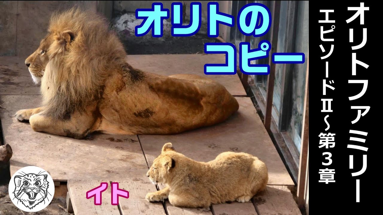 【EP2～第3章】オリトのコピーイト🦁Orito Family EpisodeⅡ Chapter 3