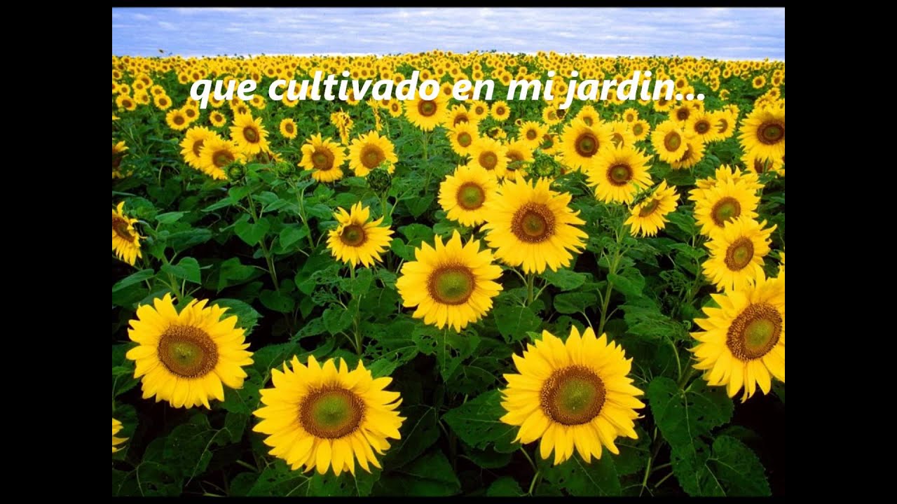 La mas bonita de las flores ..(PARA MI PALIDA DE WPB)