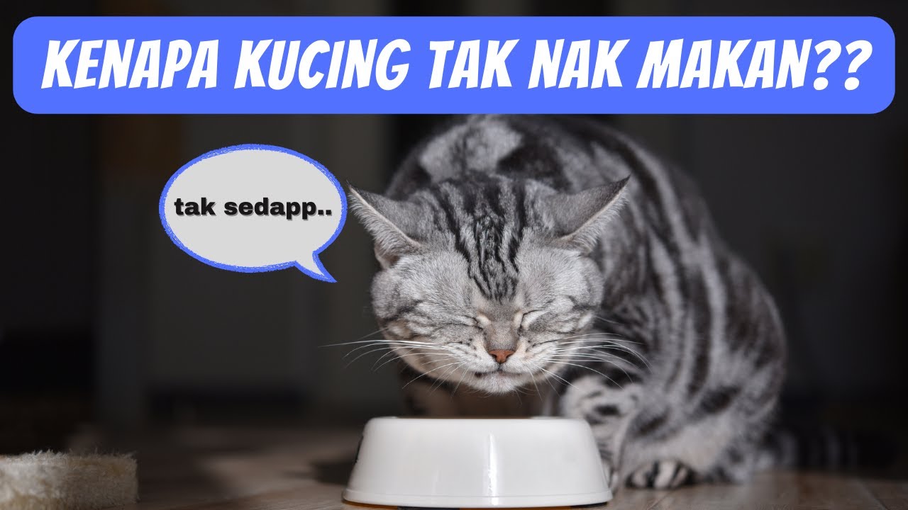 Kenapa Kucing Tak Nak Makan? (7 Punca Utama)