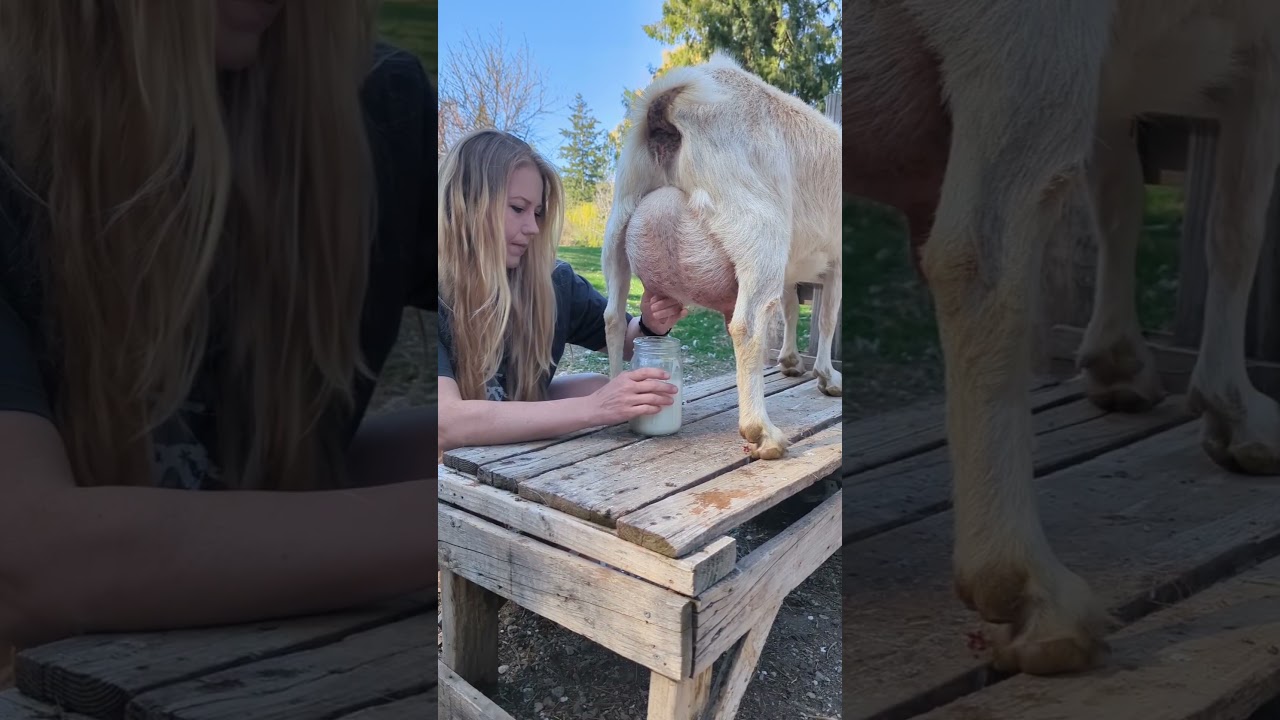 Morning Routine - Milking My Dairy Goat Pearl 🥰 #homestead #farmlife