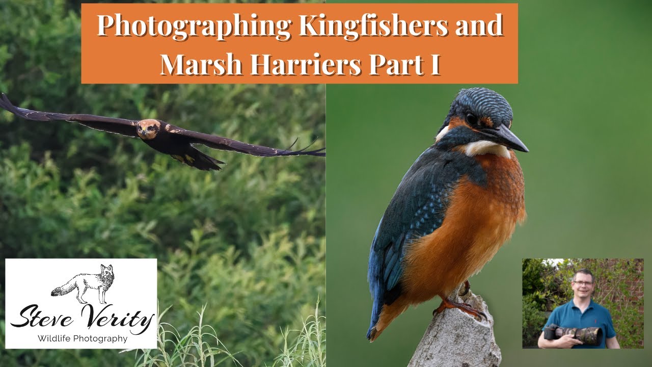 Photographing Kingfishers and Marsh Harriers part I