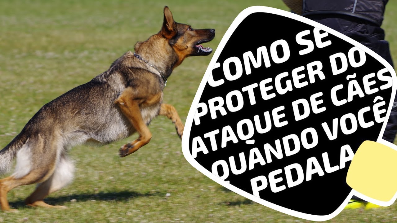 Atacado por um cão durante o pedal? Veja como se proteger sem machucar o animal. Pedaleria