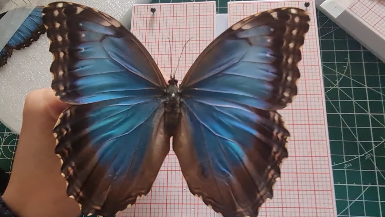 Làm tiêu bản bướm Morpho Helenor 
