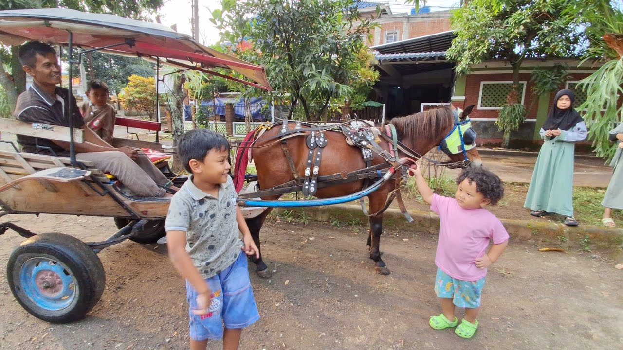 Bawa kuda delman ke rumah !! naik kuda delman keliling komplek di borong sampai puas . nama kuda BOY