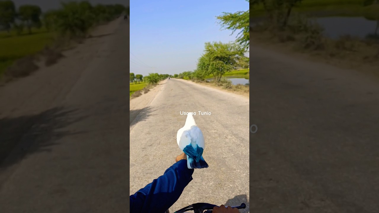 Kabotar with byck hand training #viral #pigeon #bird #pigeonlove #birdspecies #kabootar #pigeonwi