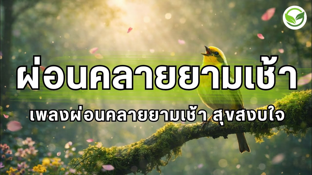 เพลงผ่อนคลายยามเช้า ป่าเขียวยามเช้า เพลงรีเซ็ตสมองยามเช้า ช่วยให้จิตใจสงบ ดนตรีผ่อนคลายจิตใจ