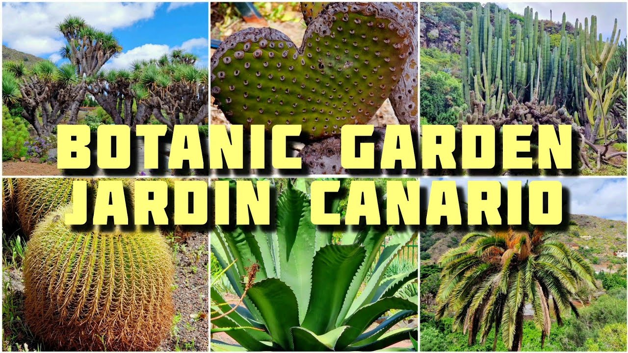 Explore Gran Canaria's 🌿🌺🌳 Botanical Paradise: Jardín Canario 