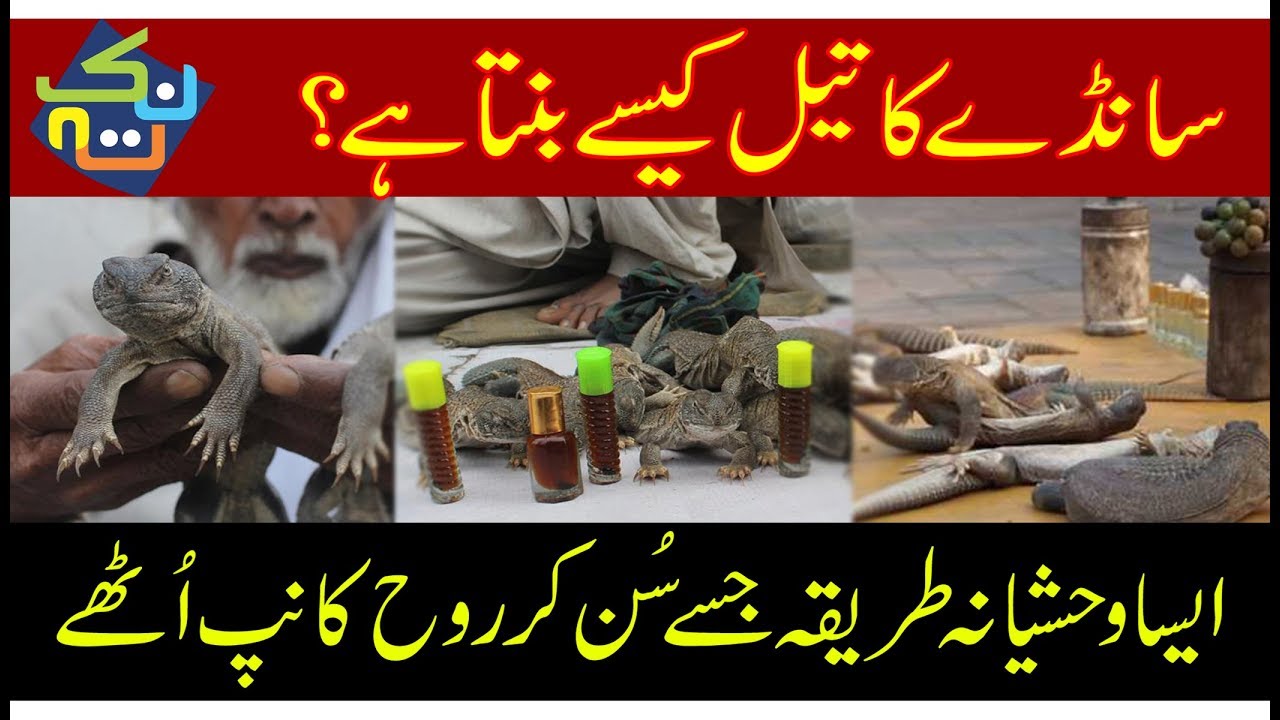 Making of Sanda Oil in Pakistan | Saanday ka Tail | Nuktaa