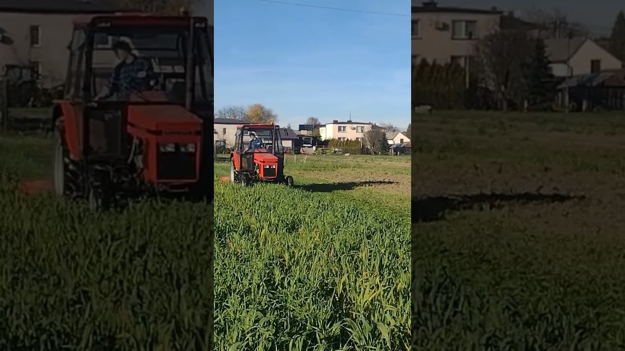 Mulczowanie poplonu #ursus #c-4011 #mulczer