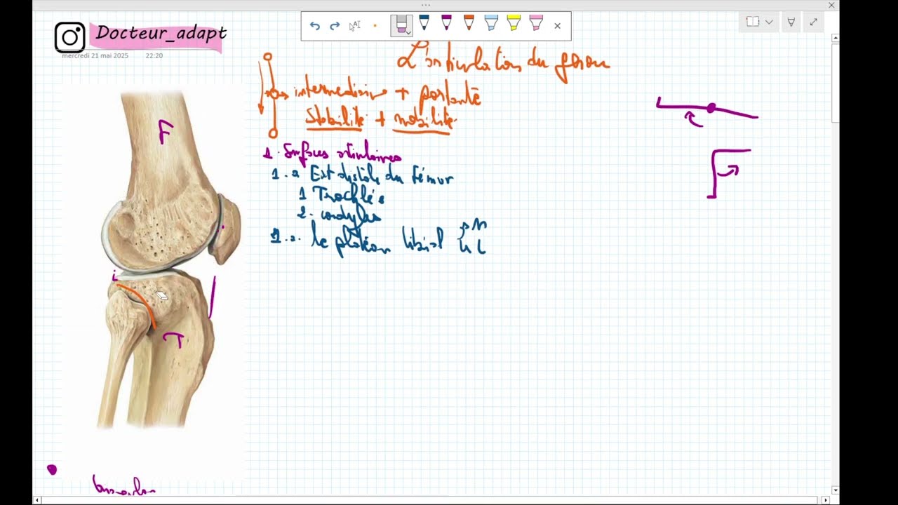 Articulation du genou Anatomie 1ere année médecine COURS 23 سنة اولى طب