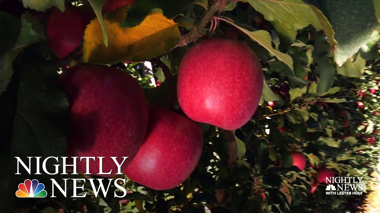 Introducing The Cosmic Crisp, The Big Apple Growers Are Banking On | NBC Nightly News