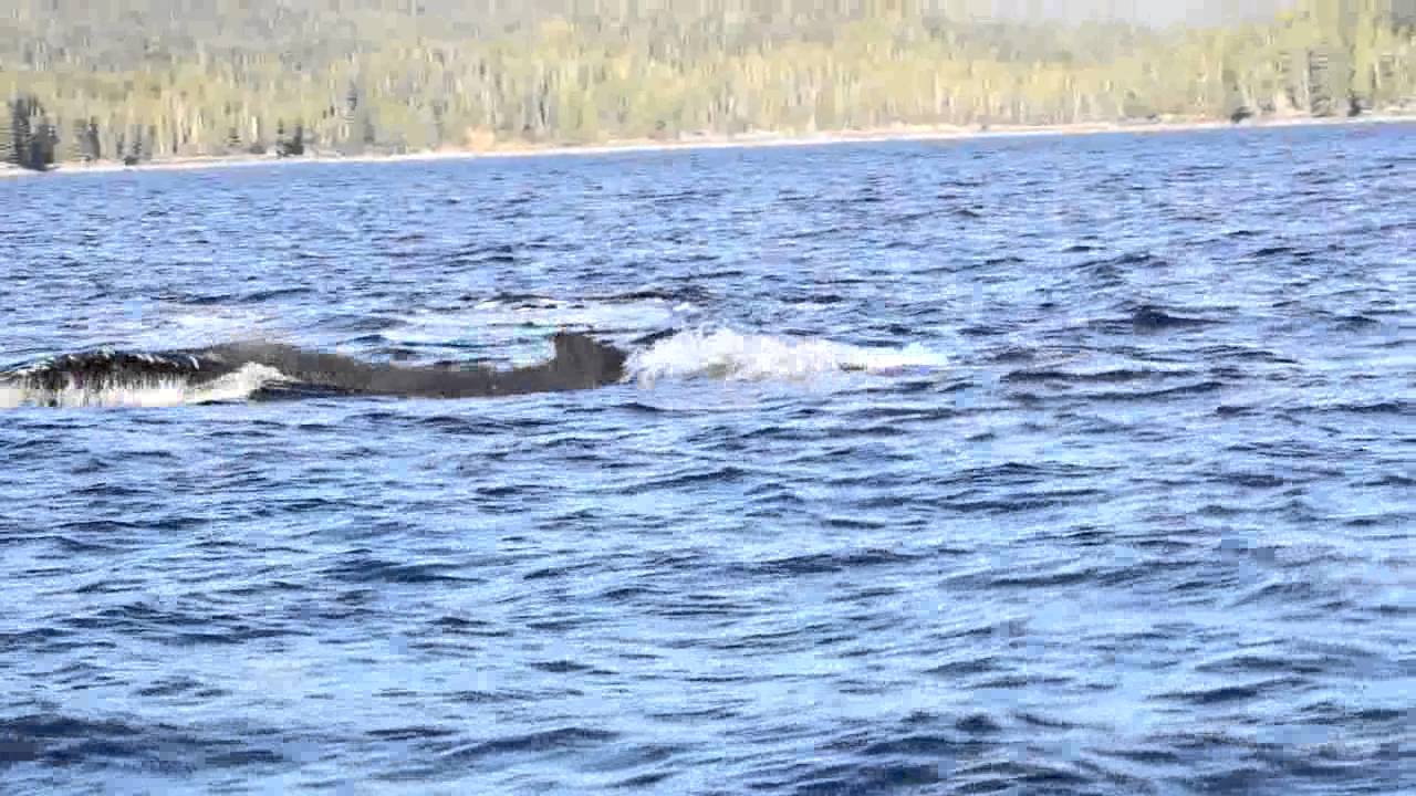 Humpback whales charge group of transient orcas