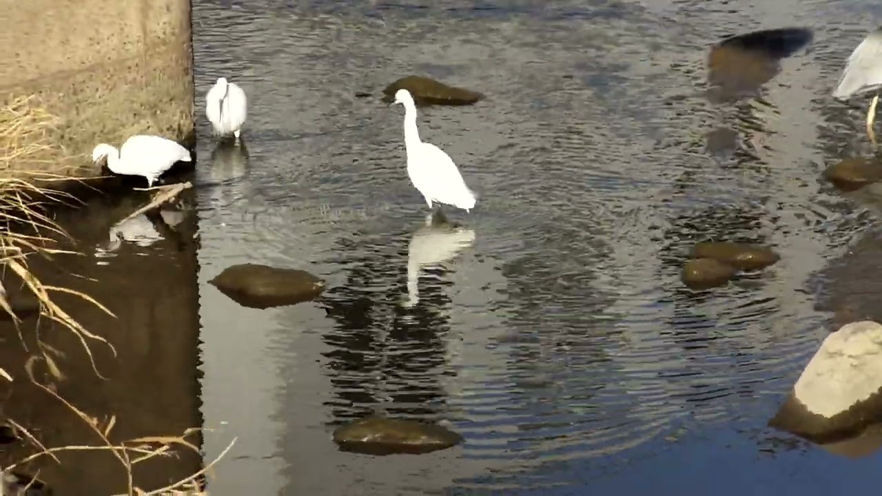 水辺の鳥　R8.1.14