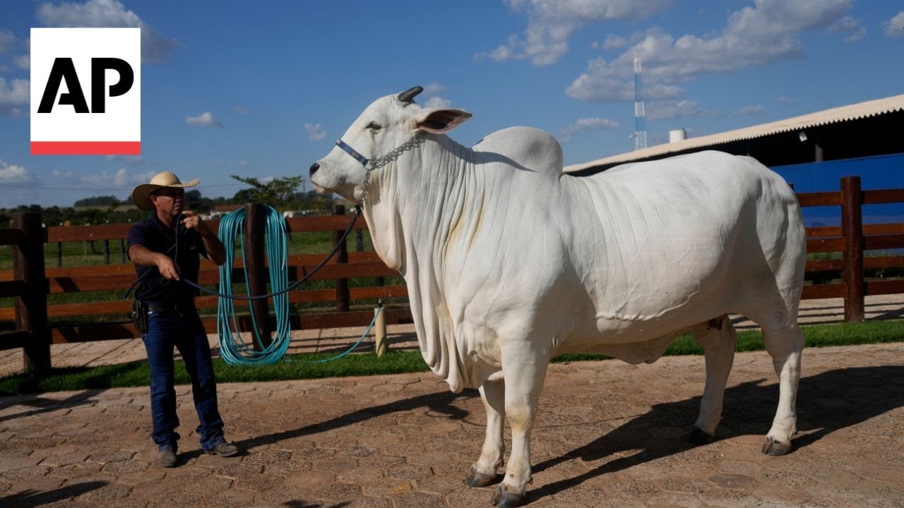 Meet Viatina-19, the world's most expensive cow worth $4.2 million