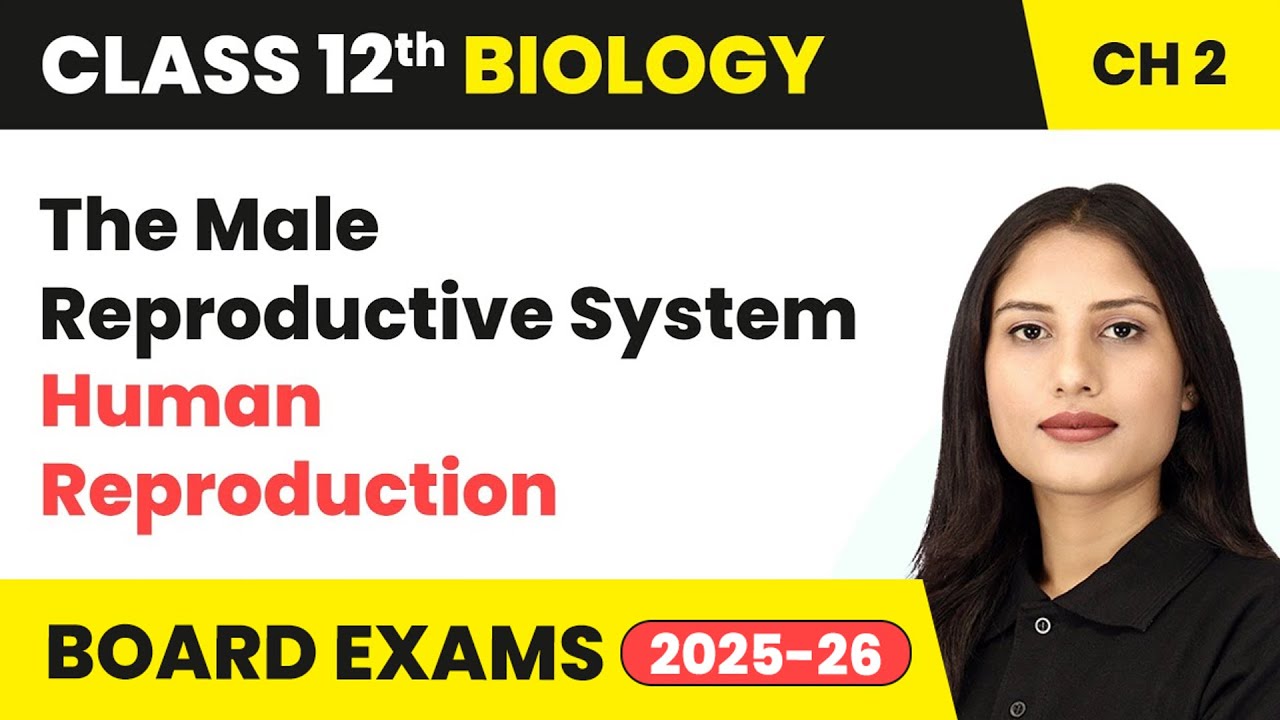 The Male Reproductive System - Human Reproduction | Class 12 Chapter 2 Biology | CBSE 2025-26