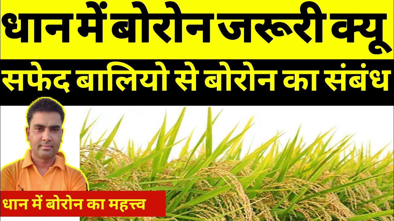 धान में बोरोन इतना जरुरी क्यों। uses of boron in paddy । boron uses ।