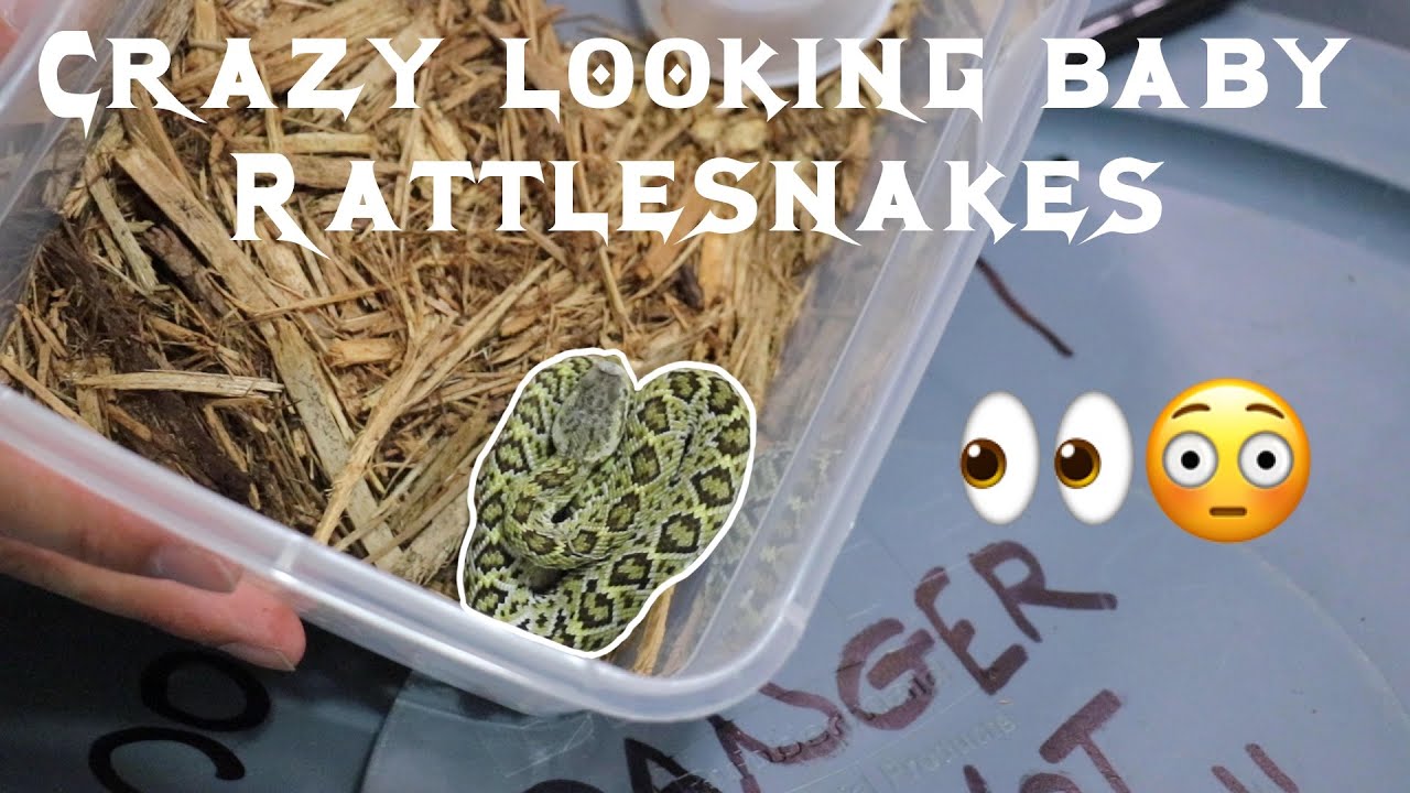 CRAZY LOOKING BABY RATTLESNAKES!