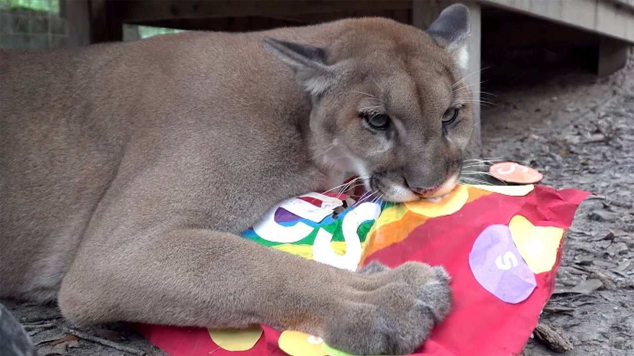 Cougar Makes A BIG Mess!