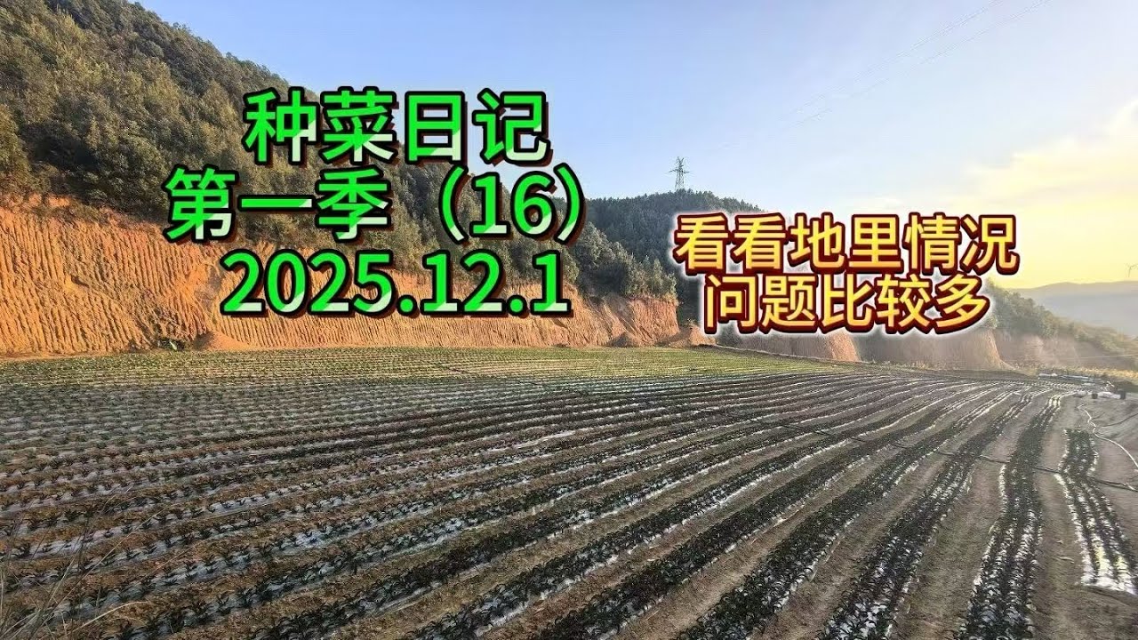 种菜日记第一季16#记录乡村种地生活#记录真实生活 #田园生活 #种菜