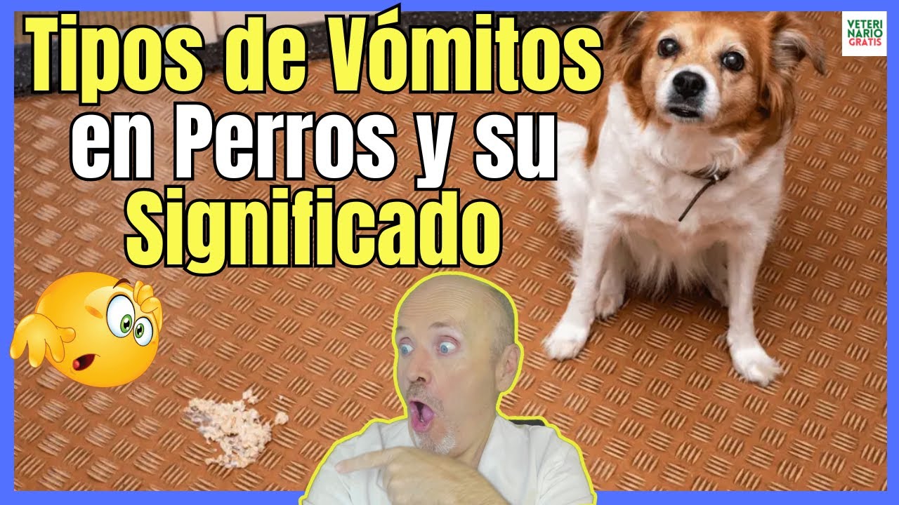 🔴 TIPOS DE VÓMITOS EN PERROS Y SU SIGNIFICADO 🔴