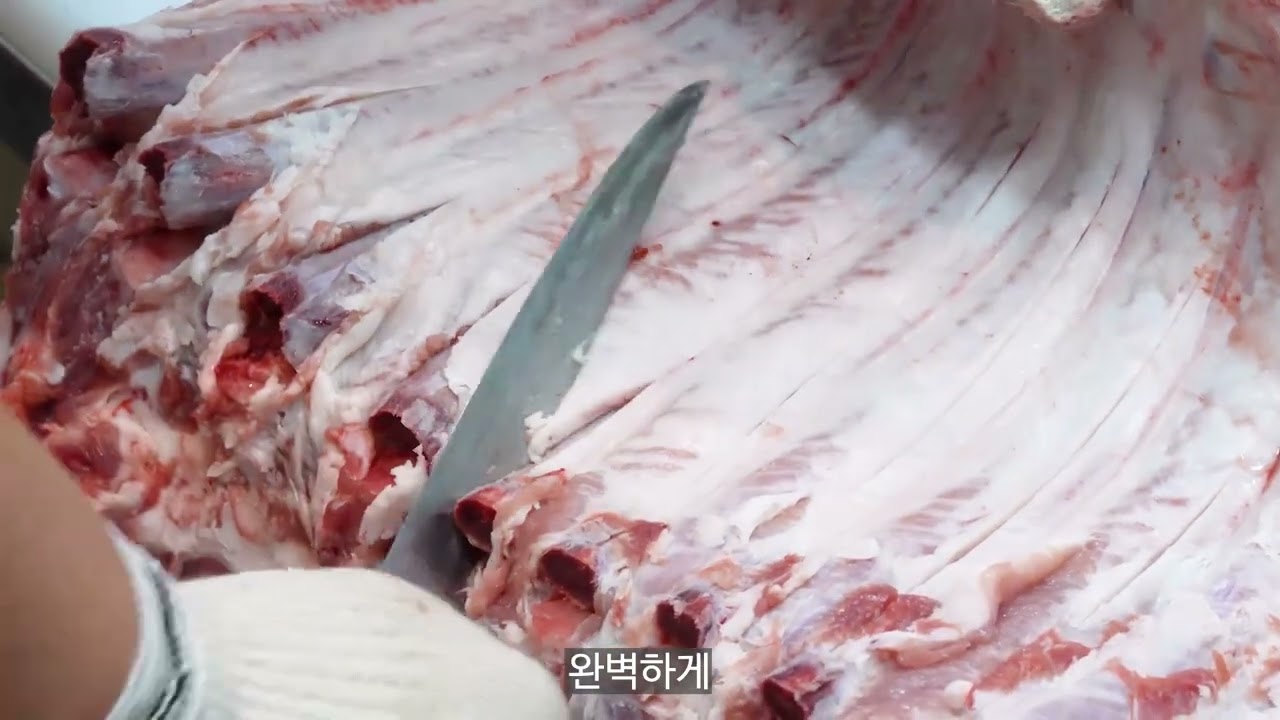 2026 식육처리기능사 실기대비_몸통(우측) 발골 돼지 정형 착한한우