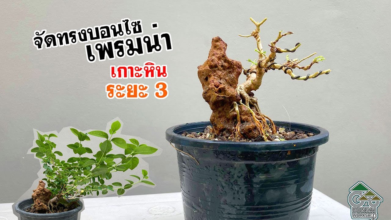 GBW : อัพเดตบอนไซเพรมน่าเกาะหิน