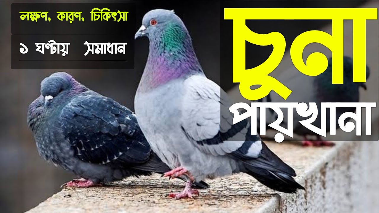 কবুতরের চুনা পায়খানা হলে করণীয় || #kobutorer chuna paikhana || কবুতরের সাদা চুনার মত পায়খানা