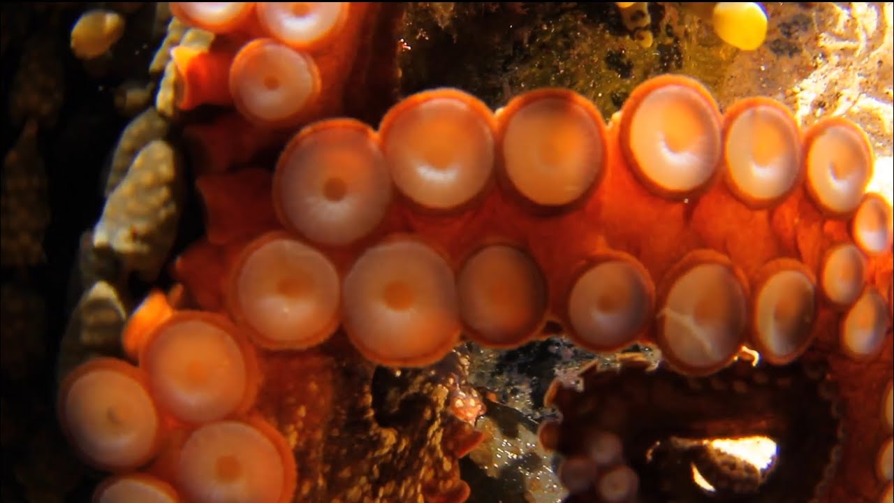 Octopus Uses Camouflage To Play Hide and Seek, Steals Camera