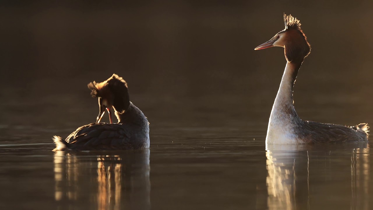Pair of great crested grebes (Podiceps cristatus) courting, Cardiff, UK