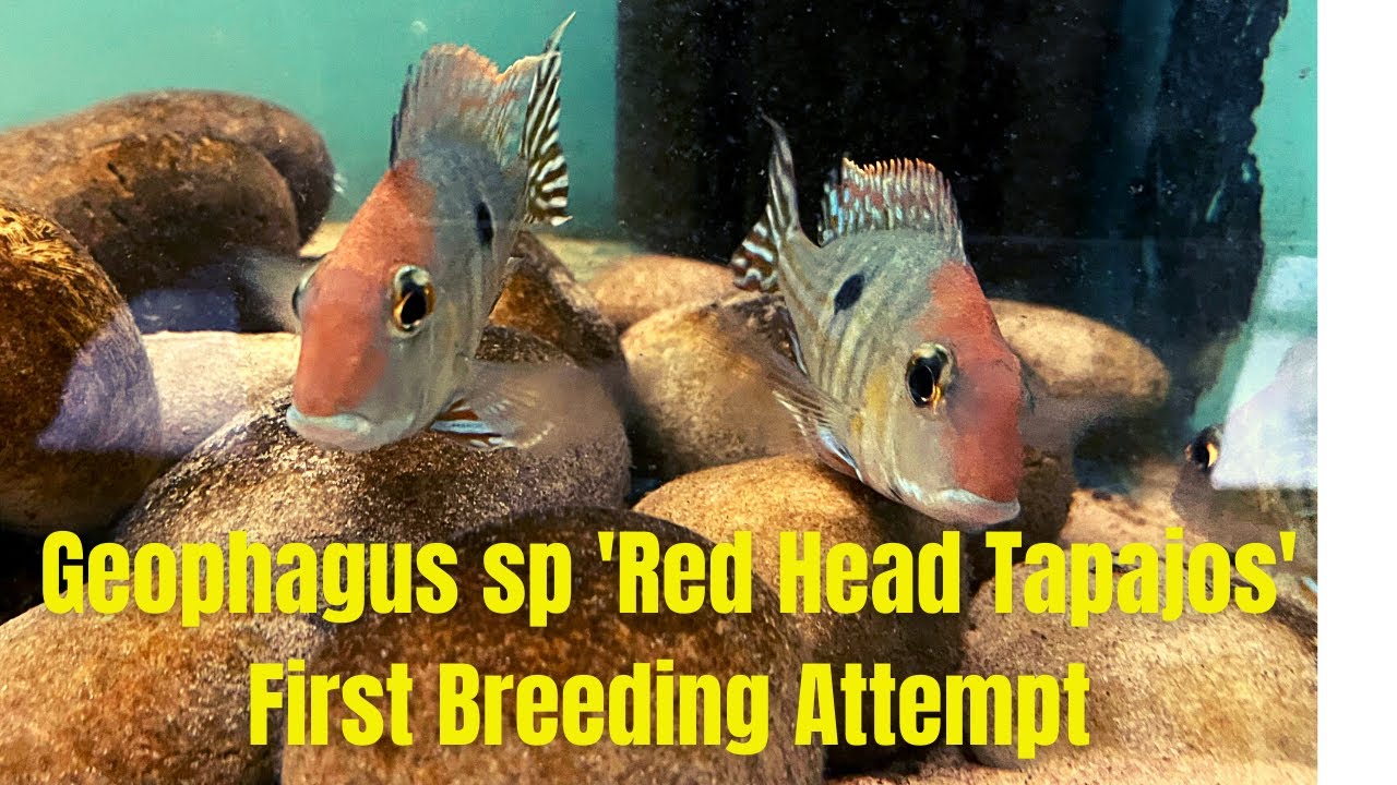 Geophagus sp 'Red Head Tapajos' First Spawn Attempt