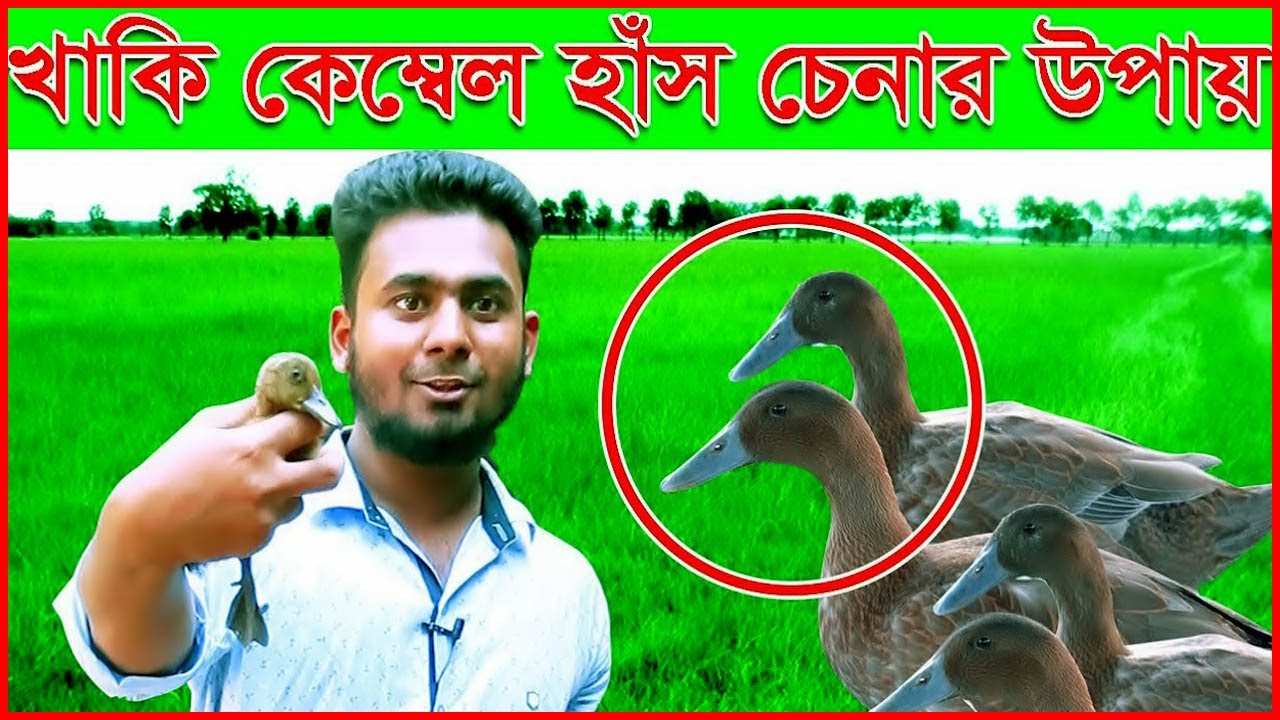 খাকী কেম্বেল হাঁস চেনার উপায়। হাঁস পালনের নিয়ম। কৃষি প্রতিদিন