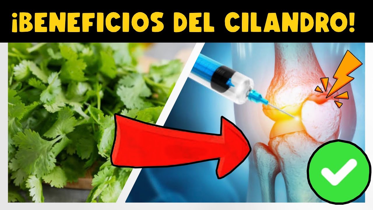 ¡IMPORTANTE! CIENTÍFICOS REVELAN BENEFICIOS DEL CILANDRO - HIERBA AROMÁTICA